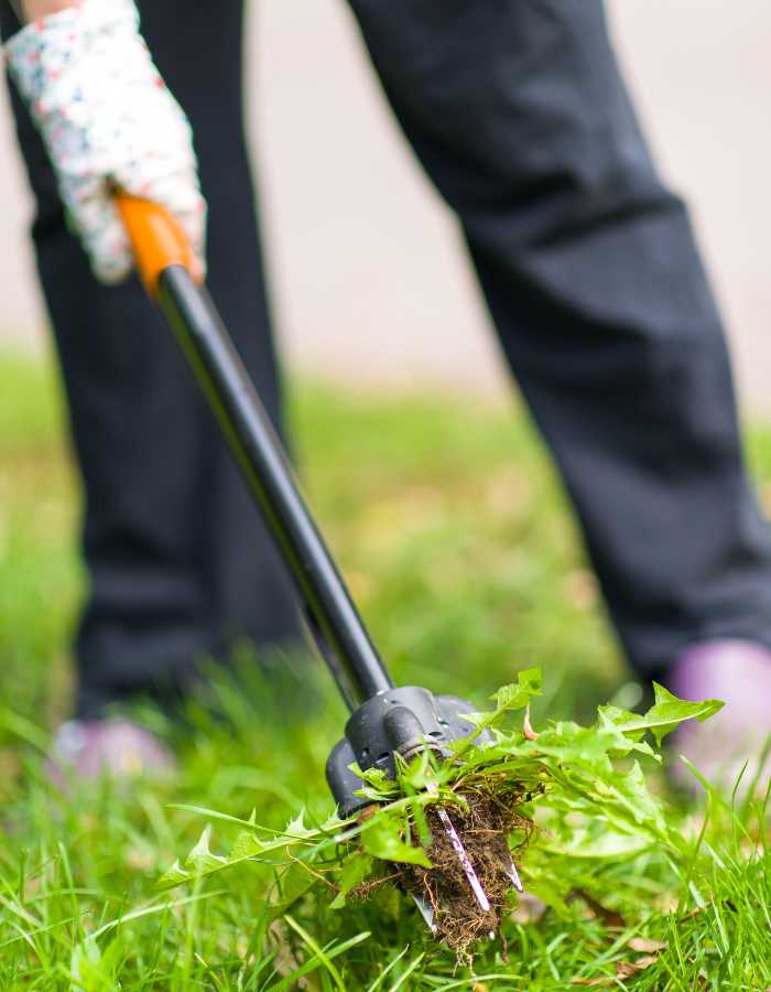 Elimina las malas hierbas para dejar paso a un jardín reluciente